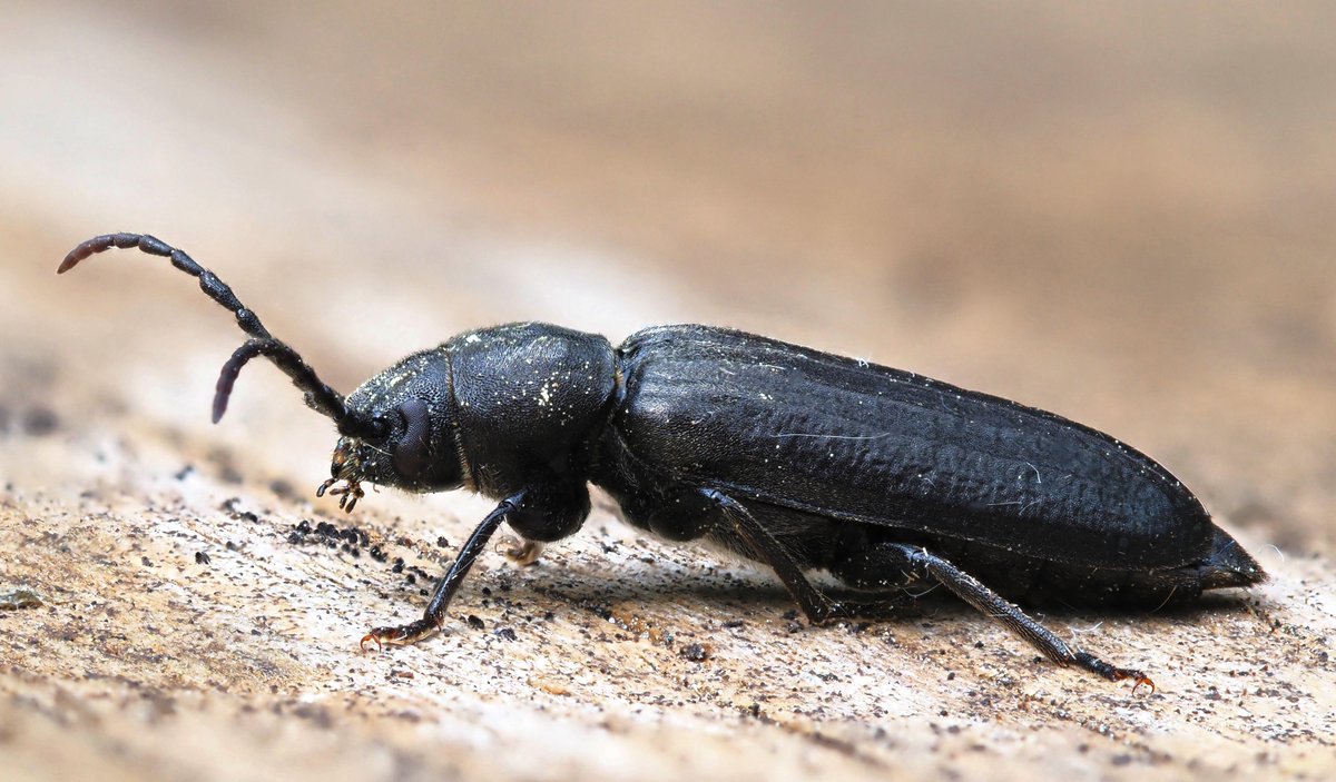 Asemum striatum (I think)...a decent sized cerambycid beetle associated with pine stumps, which are plentiful at #AllerthorpeCommon where this was seen late pm today. @ynuorg