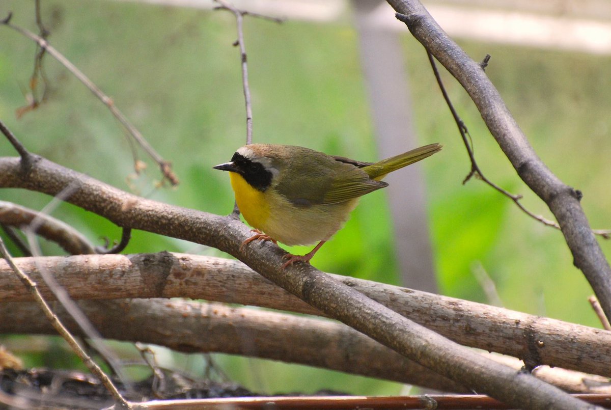 NancyLyall's tweet photo. #Photography #birdphotography #birdlovers #naturephotography #nikonphotography #photography #photooftheday #photographer #tbt❤️ #fbf❤️ #commonyellowthroatwarbler #warblers #commonyellowthroat #easternontario
#alfredontario #birdsofeasternontario
#maskedbandit ❤️😍 https://t.co/nK36fz1jbw