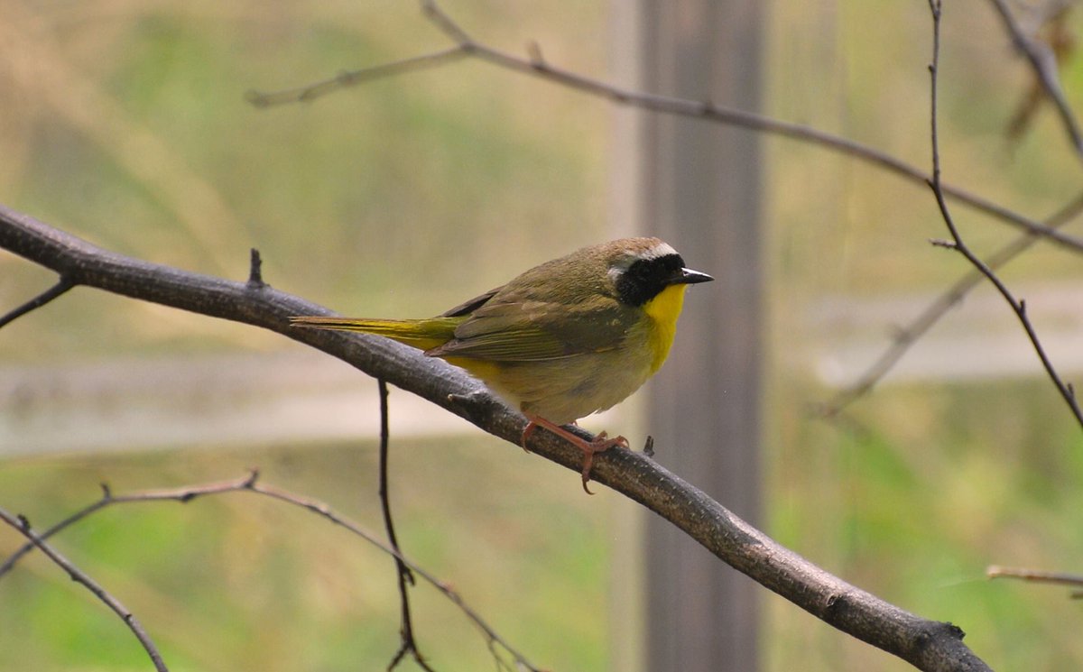 NancyLyall's tweet photo. #Photography #birdphotography #birdlovers #naturephotography #nikonphotography #photography #photooftheday #photographer #tbt❤️ #fbf❤️ #commonyellowthroatwarbler #warblers #commonyellowthroat #easternontario
#alfredontario #birdsofeasternontario
#maskedbandit ❤️😍 https://t.co/nK36fz1jbw