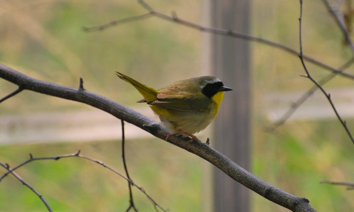 NancyLyall's tweet photo. #Photography #birdphotography #birdlovers #naturephotography #nikonphotography #photography #photooftheday #photographer #tbt❤️ #fbf❤️ #commonyellowthroatwarbler #warblers #commonyellowthroat #easternontario
#alfredontario #birdsofeasternontario
#maskedbandit ❤️😍 https://t.co/nK36fz1jbw