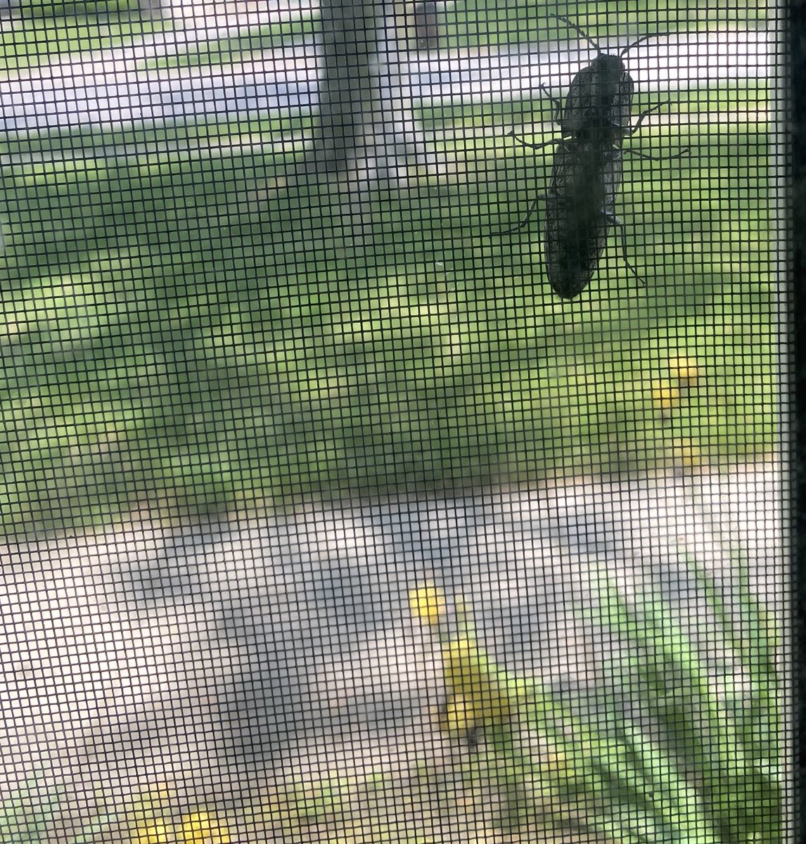 What kind of bug is this!? It’s huge.