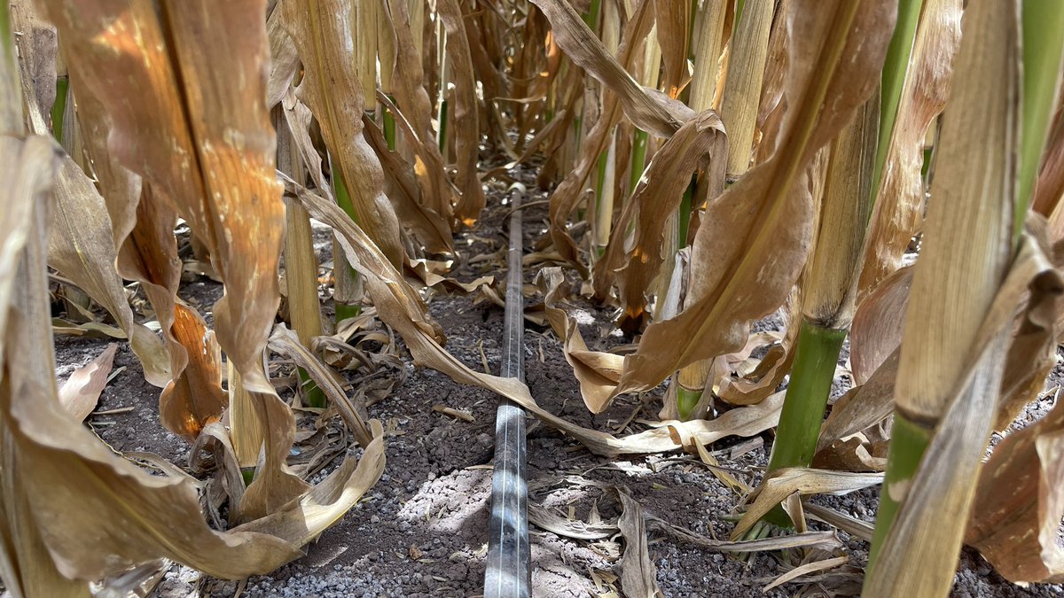 nalolugo's tweet photo. MAÍZ DE ALTO RENDIMIENTO🌽

Es extasiante llegar a R6 así, después de haber cubierto 560 mm de riego con el goteo y el 100% de la nutrición por fertirriego 

Con 40,400 kg/ha de MS estimados, esperamos entre 18,500 y 19,000 kg/ha al 14%

Vamos por más!

📍Culiacán, Sinaloa https://t.co/VBipSANwtB