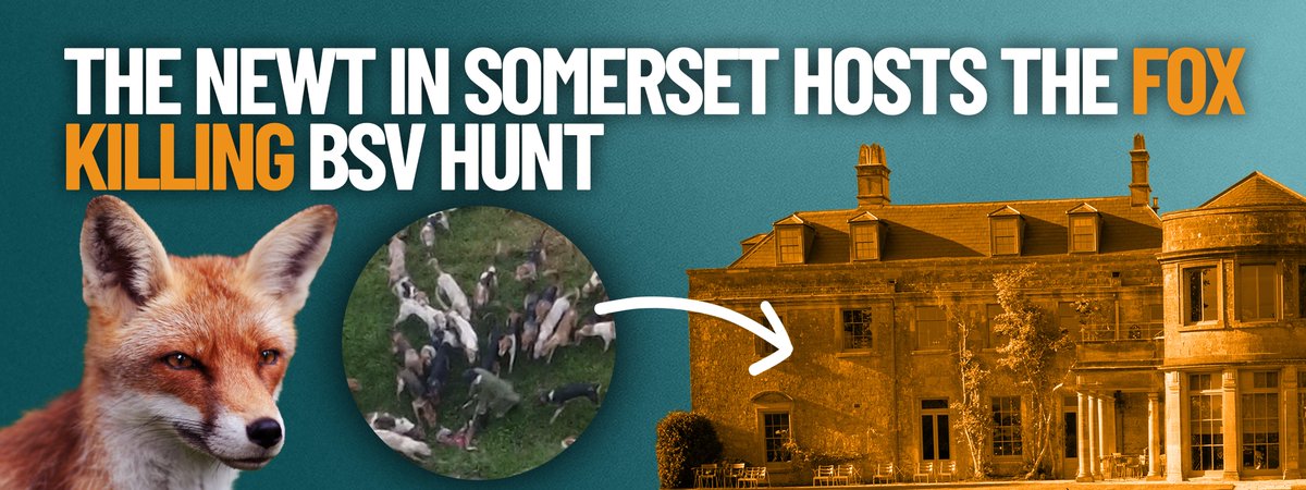 For whatever reason the press seem totally disinterested in the fact that @thenewtsomerset - headline sponsor of the Chelsea Flower Show allow one of the worst fox hunts in the country to meet on their land. So give this post a RT and help spread the word. Shame on The Newt.
