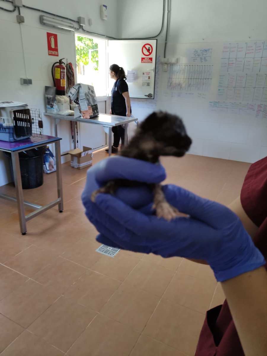 protemalaga's tweet photo. ⚠️ MUY URGENTE ⚠️

Han sido encontrados en un descampado, desperdigados y sin que apareciese su madre.

Tienen 1 semana y acaban de abrir los ojos, necesitan URGENTEMENTE una CASA DE ACOGIDA o podrían enfermar y morir💔

✉️:acogidasgatos@protectoramalaga.com

COMPARTE, SÁLVALOS🙏🏼 https://t.co/Xk1hVmnALn