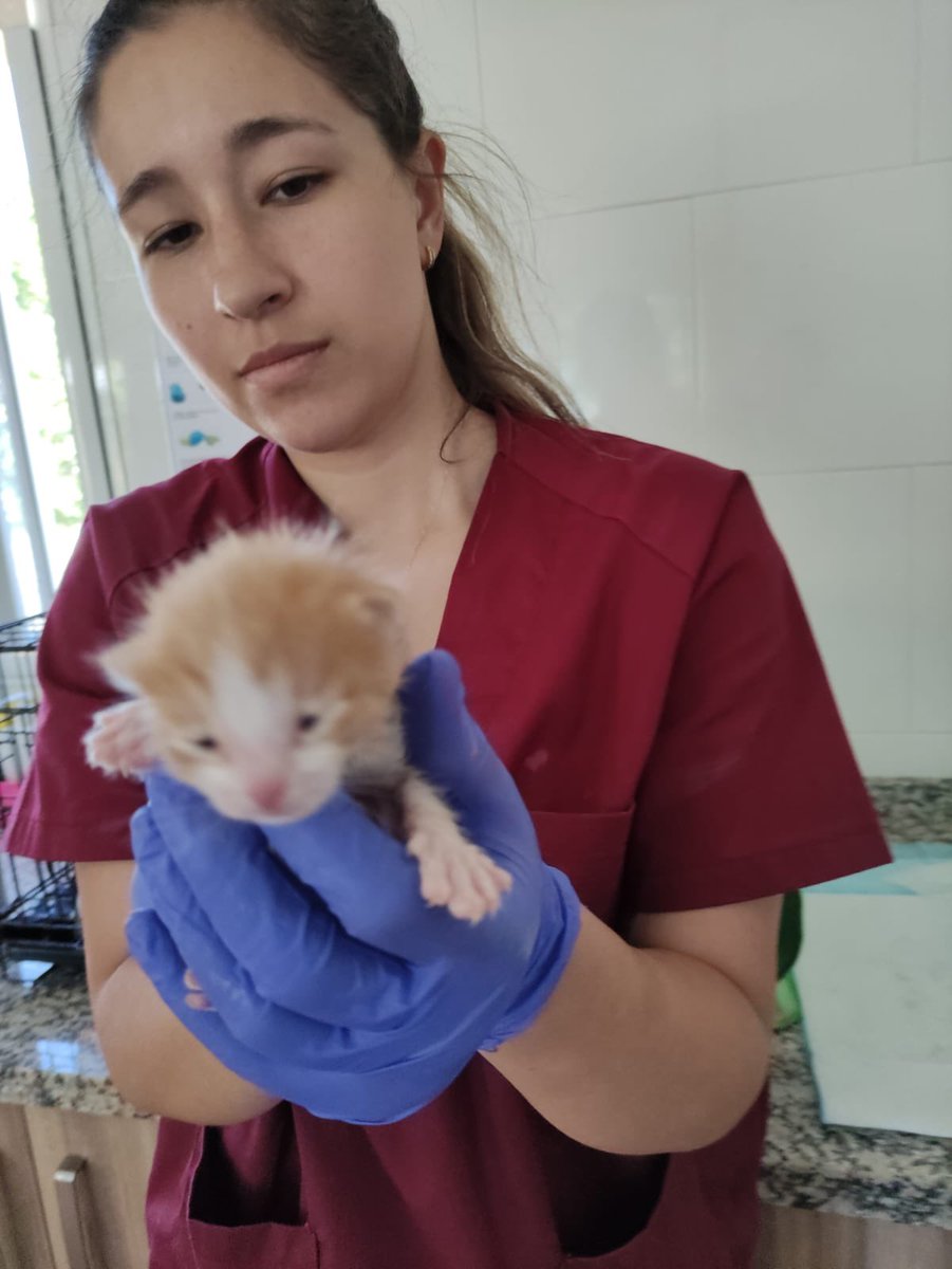 protemalaga's tweet photo. ⚠️ MUY URGENTE ⚠️

Han sido encontrados en un descampado, desperdigados y sin que apareciese su madre.

Tienen 1 semana y acaban de abrir los ojos, necesitan URGENTEMENTE una CASA DE ACOGIDA o podrían enfermar y morir💔

✉️:acogidasgatos@protectoramalaga.com

COMPARTE, SÁLVALOS🙏🏼 https://t.co/Xk1hVmnALn
