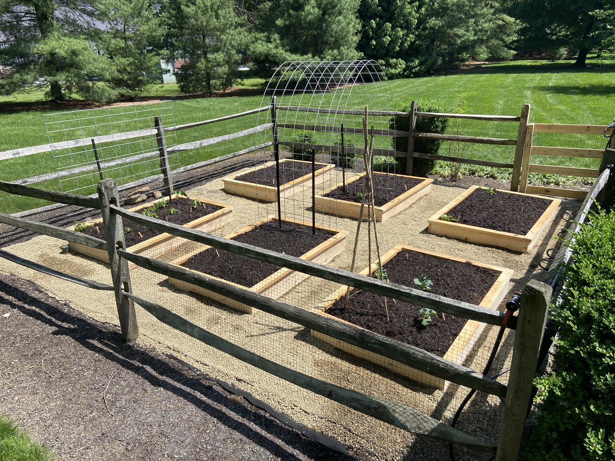 Fullcircleveg's tweet photo. Fresh Start.  #lehighvalley #eatyouryard #pickveggiesnotweeds #yardtotable #gardentotable #eatregionally #eatseasonally #oldgardennewtricks #yourlawncantfeedyou #grassisforcows https://t.co/fx13bR5OYZ