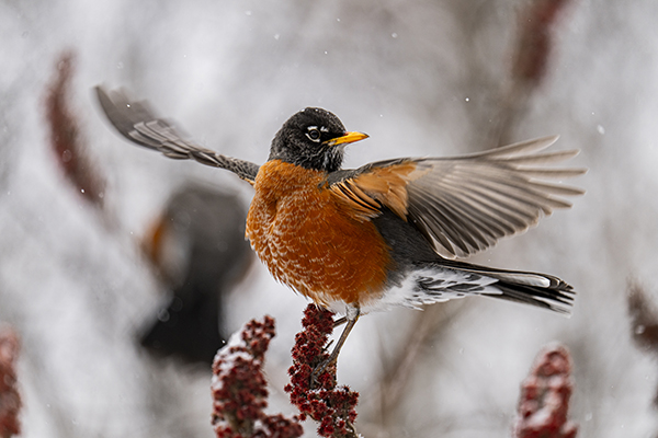 ROMtoronto's tweet photo. Inspired by the prestigious Wildlife Photographer of the Year exhibition, the Ontario-wide contest returned for a 9th year –with incredible prizes from our friends at @HenrysCamera.
Congratulations to Grand Prize Winners: #ROMwpyON Yaron Eini & #ROMwpyJR Jonny Wei (L-R)! https://t.co/MZiwyyckfJ