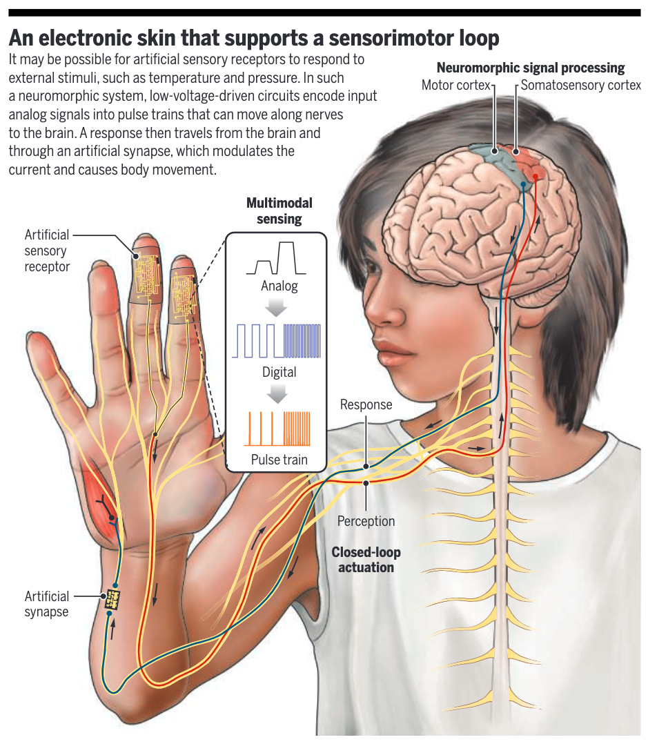 Researchers developed and tested in rats a neuromorphic electronic skin system that simultaneously emulates closed-loop sensory encoding and the mechanical softness of natural skin. Learn more in this #SciencePerspective: scim.ag/72t #ScienceMagArchives
