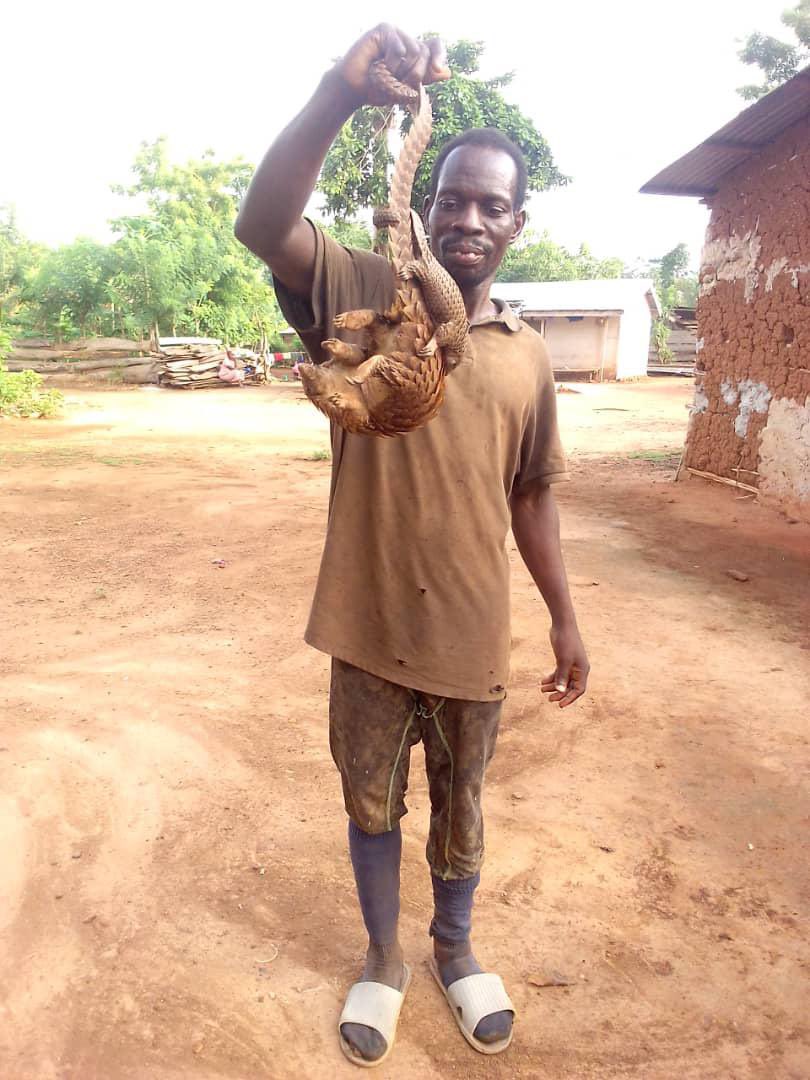 Alliance for Pangolin Conservation-Ghana tweet media