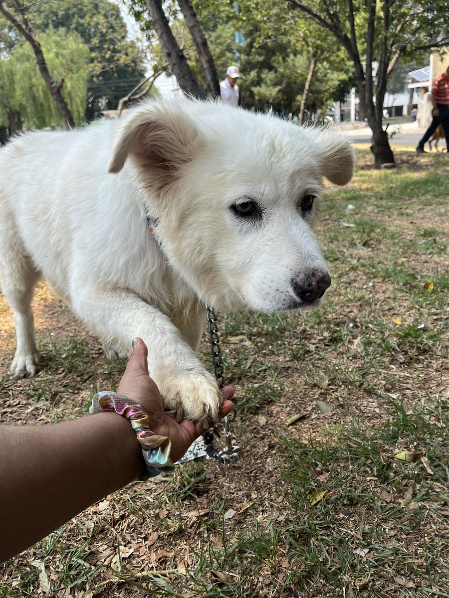 ¿Amigos vamos a dejar que esta esponjosa hermosa se vaya de este mundo sin conocer un hogar ? 🥺 Ella es Cloi una viejita de 12 años. Ella tenía casa pero fue echada a la calle 💔 La rescatamos hace meses y ahora le falta conseguir una familia 🩷 Estamos en CDMX