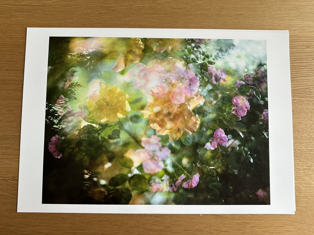lirong's tweet photo. プラチナプリント、サイアノタイプ、銀塩プリント、デジタル写真、AIアートなど、10人の作家による展示です。

私は花や緑、そして光が溢れるガーデンをゆるゆると歩きながら移ろう目の前の風景を収めたシリーズ「ガーデン」から4点出します。

（デジタルカメラ本体の多重露光とタイマー機能で撮影） https://t.co/kDYymIDbrq