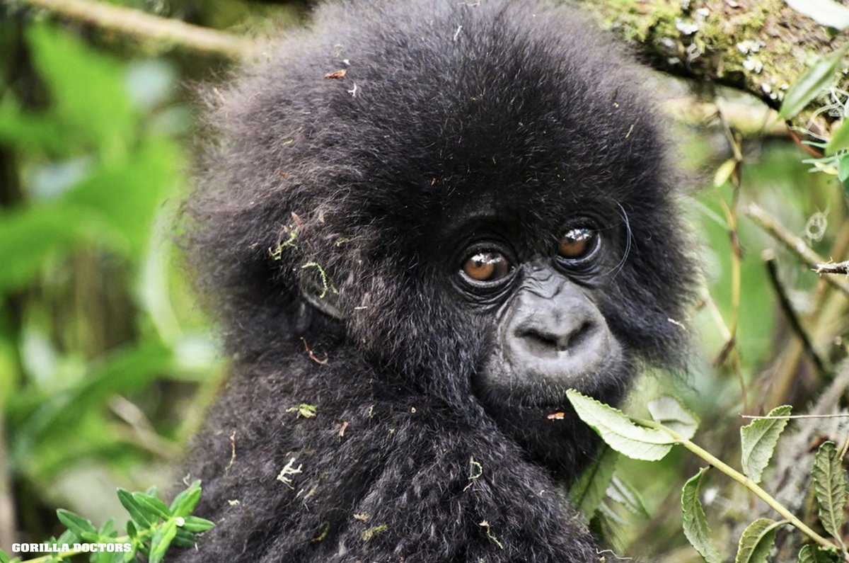 Dr. Adrien conducted a health check of Mutobo group, a family of 15 #mountaingorillas in Volcanoes NP, Rwanda. He observed the group in overall good health including infant Intarumikwa (pic). #gorilladoctors