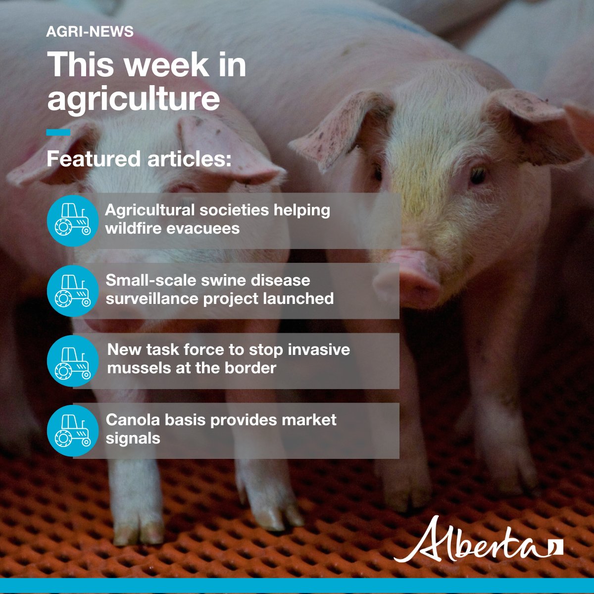 This week in Agri-News: 👨‍🌾 Agricultural societies helping wildfire evacuees 🐷 Small-scale swine disease surveillance project launched 🚫 New task force to stop invasive mussels 🌱 Canola basis provides market signals 📈 Markets, events and more! secure.campaigner.com/CSB/Public/arc… #abag