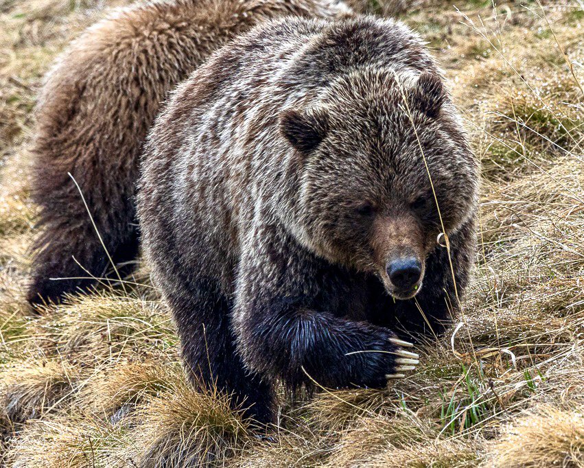 Remember bears are wild and they are deadly animals. Do not approach or take selfies with it. They run 35 MPH. Claws are super sharp. Photo taken with a long telescope lens and a 1.6 converter. #bear #grizzly #canada #alberta #NoSelfies #wildlife #photooftheday #strong