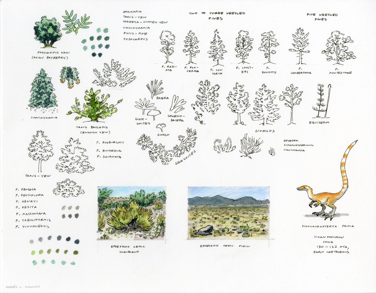 More Yixian Formation flora sketches (and a Sinosauropteryx) from a while ago. Conifers, ginkgos, ephedras, and horsetails. Trying to draw grasslands before grass evolved is hard.