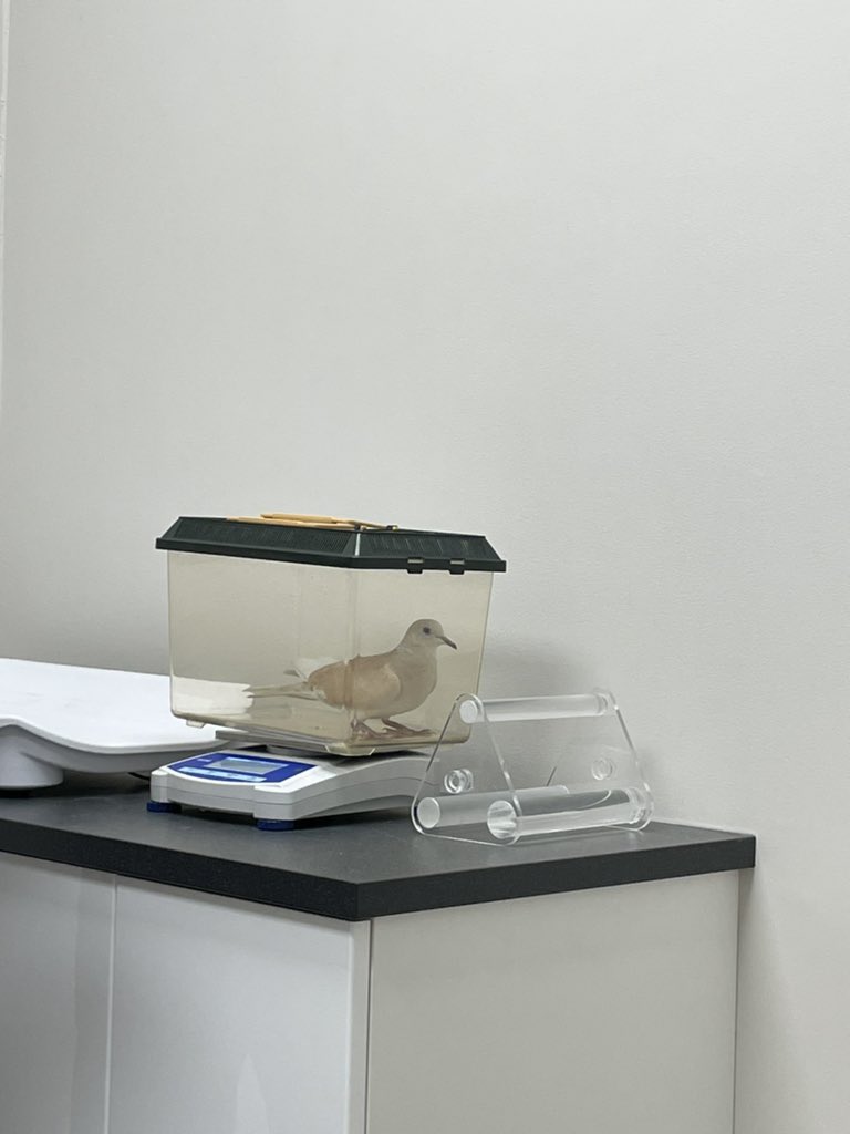 Gabrielle Drolet tweet media