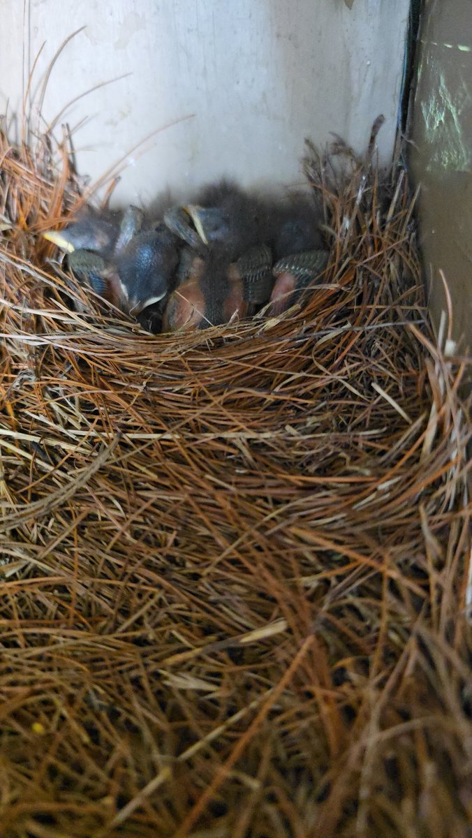 Last Baby Bluebird Update: Well,  the babies all left the nest this morning. On April 29th I found the nest with 5 eggs. On May 6th the babies hatched. And today the 21st of May they left the nest. All 5 babies made it.