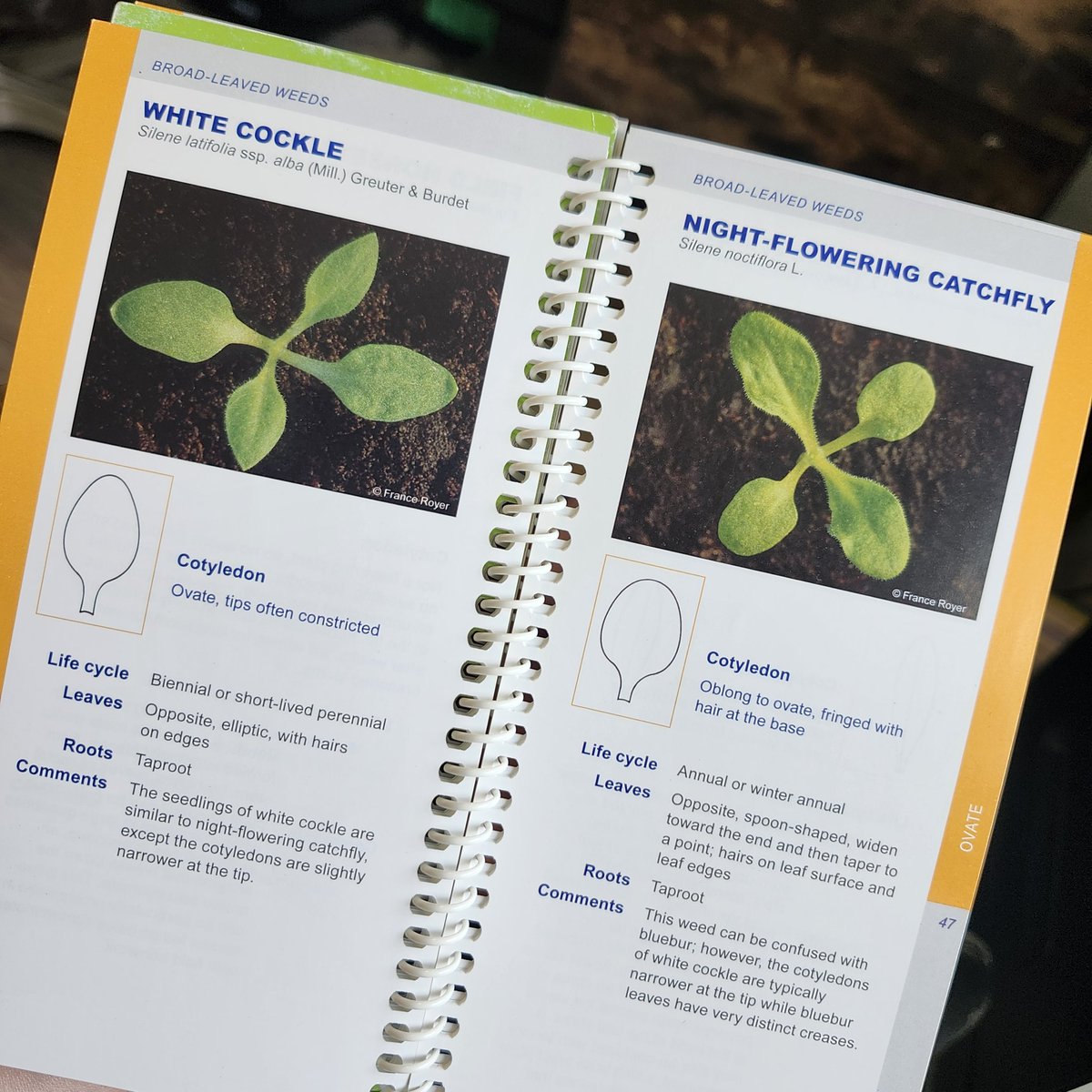 Weed ID can be tough, especially when weeds are small, this small but mighty book has been one of my long time favorites. I know there are many out there, but I'd love to hear your go-to Weed ID resources! agric.gov.ab.ca/app08/ppslogin…