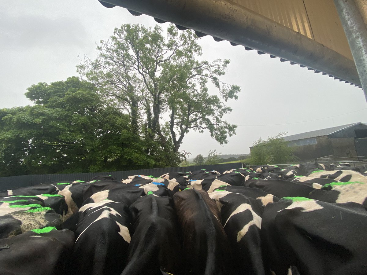 shaneglynn33's tweet photo. Breeding Season 2024 going well so far with a 3 week submission rate of 92%.
Fingers crossed the next few weeks are just as successful🤞🏻🐄 #BreedingSeason2024 #SpringCalving #TeamDairy https://t.co/ZkQcOInpNC