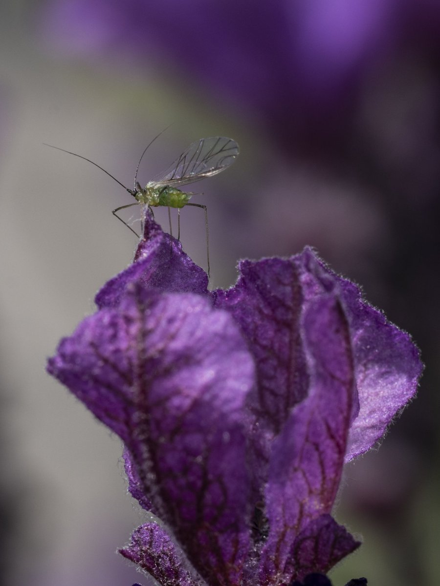 The lookout #Togtweeter #ThePhotoHour #snapyourworld #insects #flies #NaturePhotography