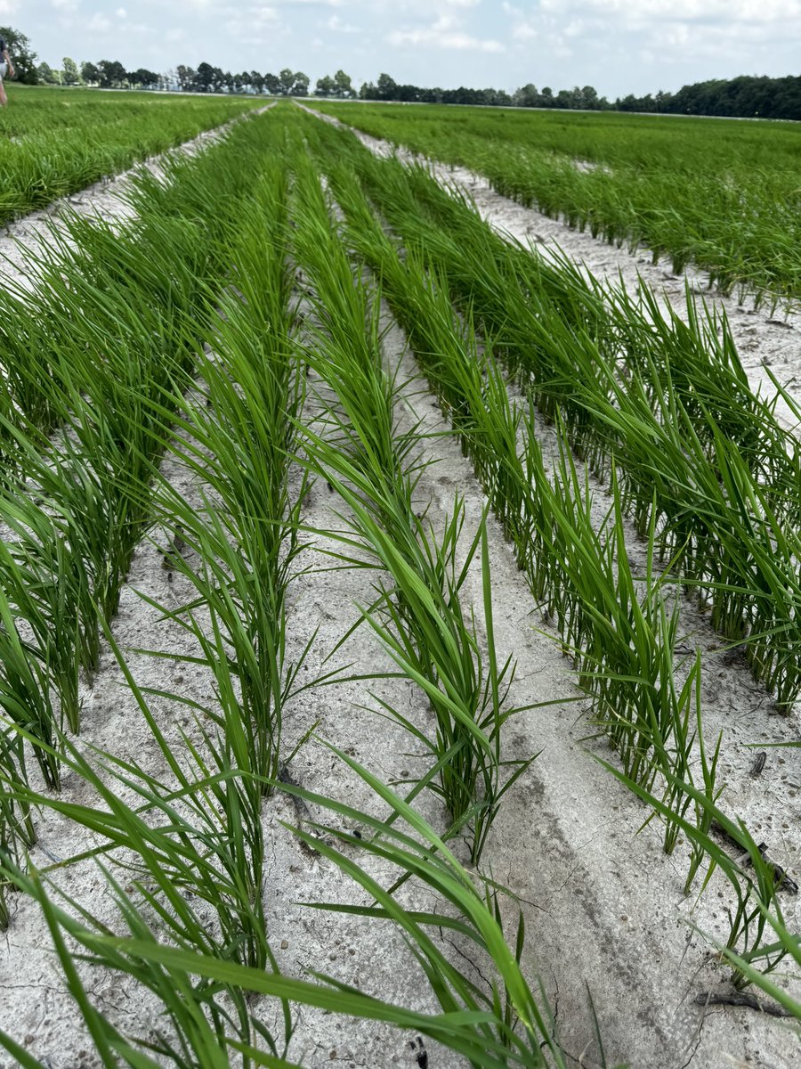 Back at at it again  , 🌾🌾🌾