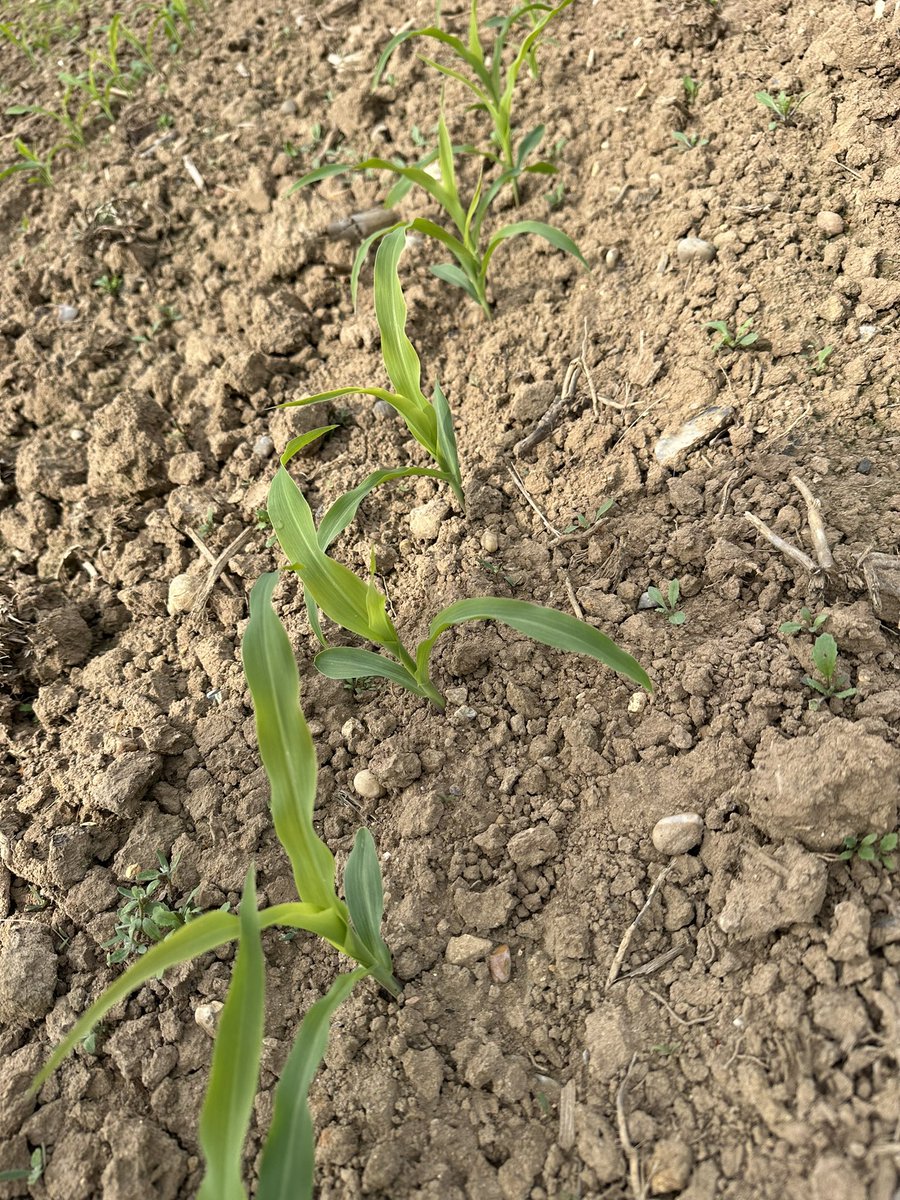 21days post drilling. 28mm forecast tomorrow. Harvest 24 looking full of Potenial.