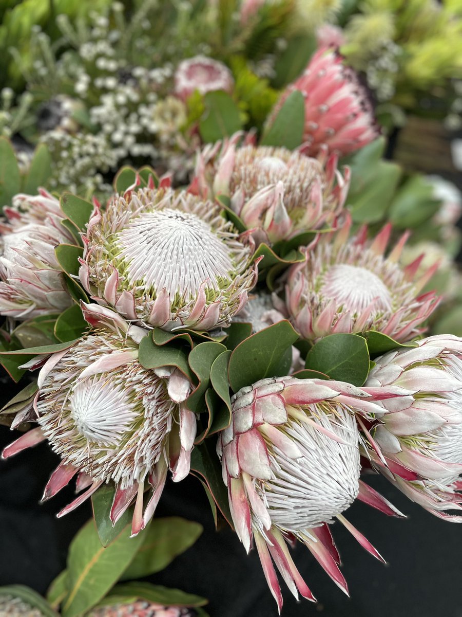 The absolutely most incredible day at <a href="/The_RHS/">The RHS</a>’s Chelsea Flower Show. A real treat for all the senses. Major thanks to <a href="/Ian_Bourne/">Ian Bourne</a> for the loveliest gift! Really recommend it if you have any interest in flowers at all #chelseaflowershow2024