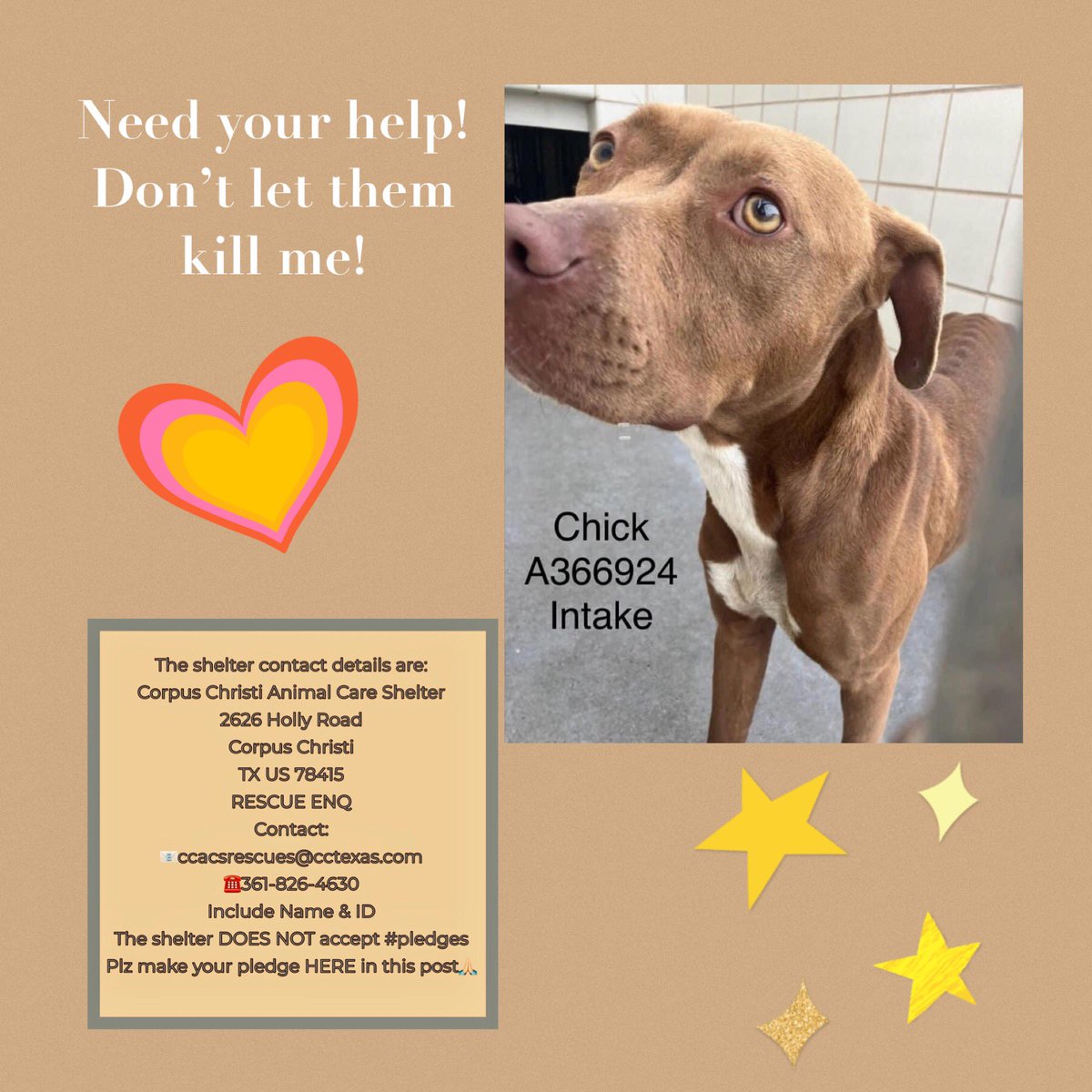 🆘I’m CHICK #A366924 2 yo female Staffie mix Didn’t make it into 🐕 play group!Too anxious! Corpus Christi ACS makes me nervous I know they want 2 kill me on 5/28‼️ Try 2 be friendly w/ them but guess they don’t care! SAVE ME PLZ! PLEDGE 4 #RESCUE #FOSTER #ADOPT & get me out‼️🙏