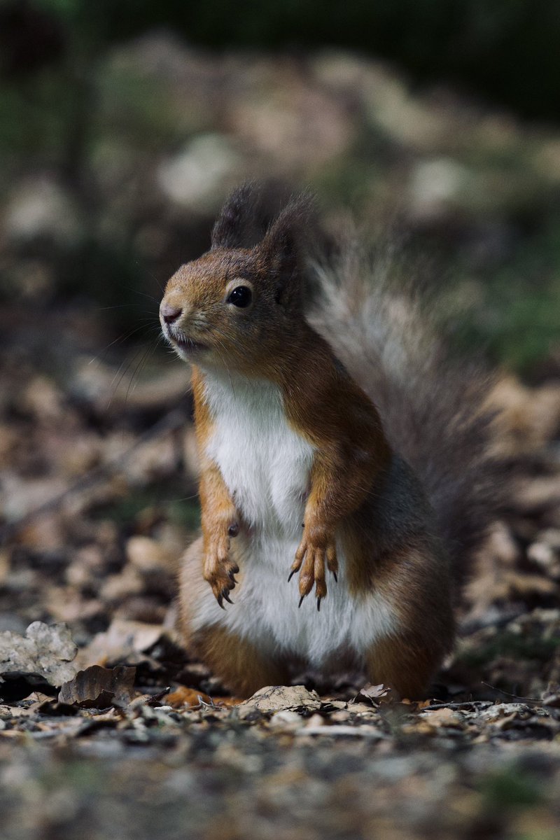 Red squirrel this afternoon. I haven’t photographed one in a long time.