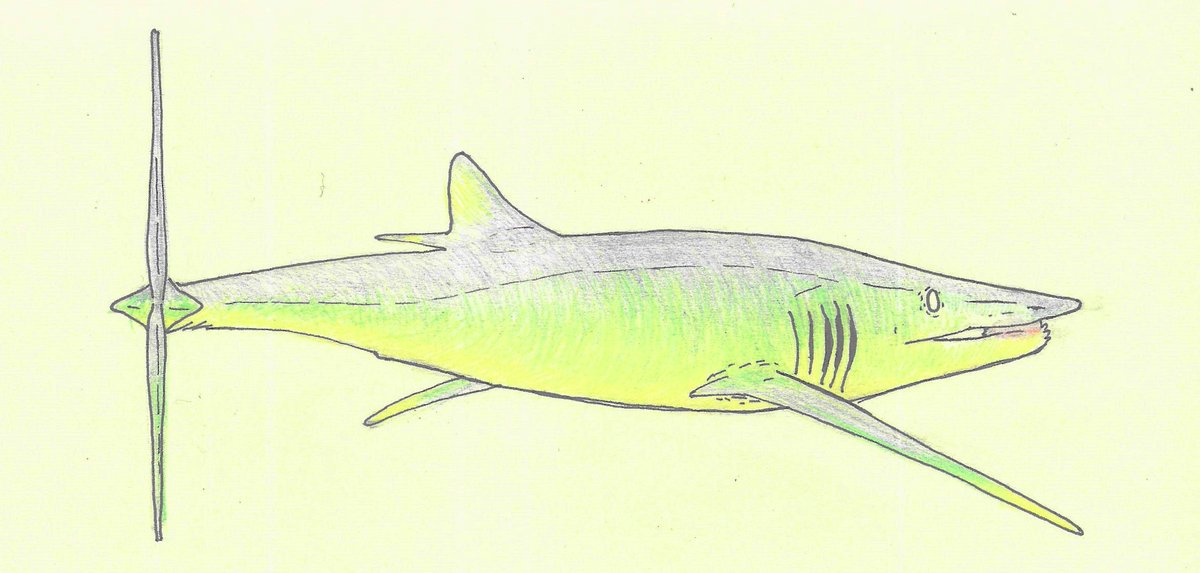 I tried doing some more sketches with color again, this time Sarcoprion edax
(phish:D)
#paleoart #sciart #sarcoprion #helicoprion #permian