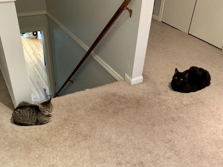 PunchingCat's tweet image. they protect the stairs