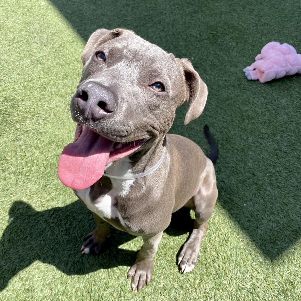 Have you heard about Gary? Gary is a well-mannered boy who loves to play with humans & other like-minded dogs. He has good leash manners and loves to work on his skills, like sit, find it, and down. Gary is a nice pup with good energy. Adopt Gary! ibit.ly/4jzu3