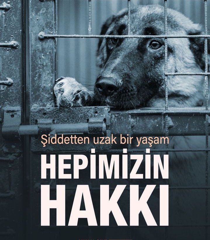 Bizim medeniyetimizde hayvan katliamı yok ! Bizim medeniyetimizde zulüm etmek yok . Kısırlaştır ,aşılat,yaşat . Üretimi durdur ,sokağa atmaya cezalar ver . #SokaktayımYanındayım