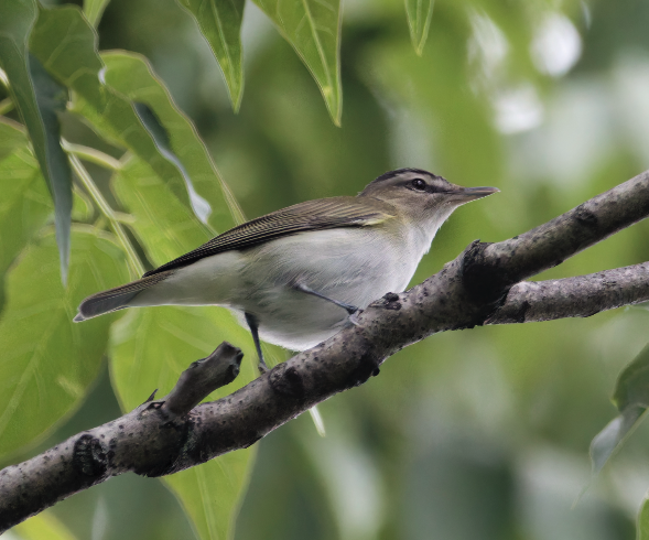 Red-eyed vireo got his name because he spent too much time working on warbler PowerPoint slides.