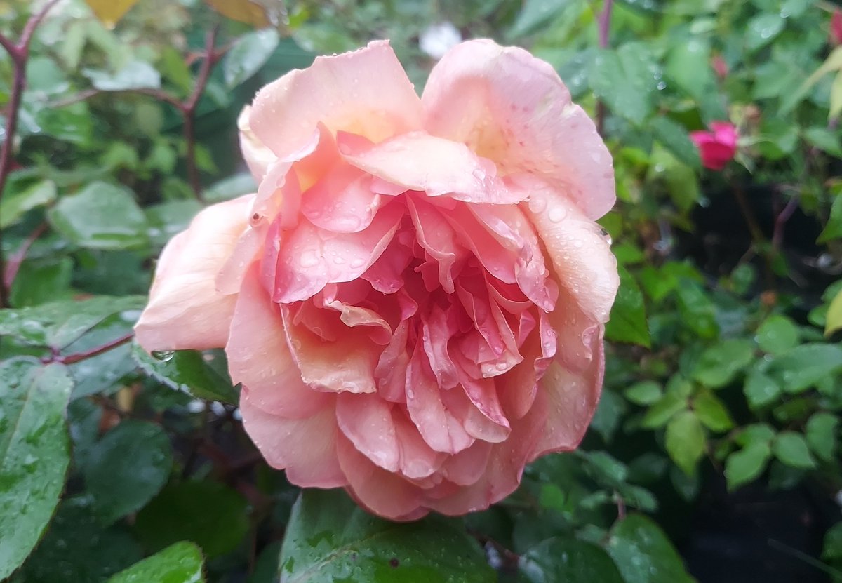 A wet end to the day for Rosa gallica 'Cardinal de Richelieu' (Parmentier, 1840) & tea rose 'Clementina Carbonieri' (Bonfiglioli, 1913). My photo does not do justice to the colours of either bedraggled beauty 🌹💦☔️