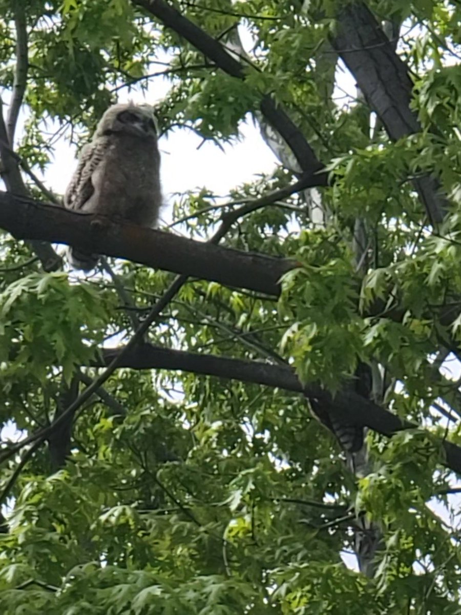 More fluffy baby owl. Check out the obscured figure on the lower right... That's Mama owl! 
I know I'm a crazy bird lady but the owls have made my whole day. 🦉🦉