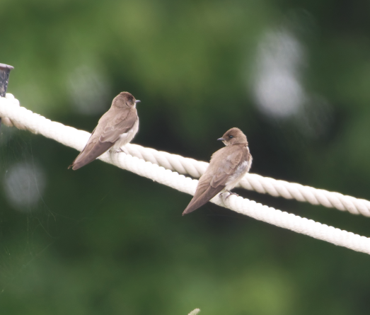 Rough-winged swallows know the ropes