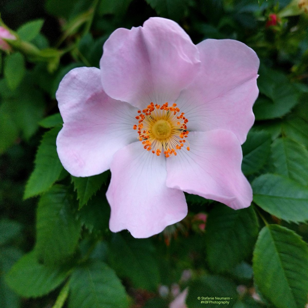 #KBFWalk 

After yesterday's odyssey, I got muscle aches, which I only noticed on today's walk. So, I took it slow. Two rose bushes allowed me to plug the petals of one flower, so I can infuse my water. The beach rose smells heavenly & the petals of the dog rose look like 💗s.