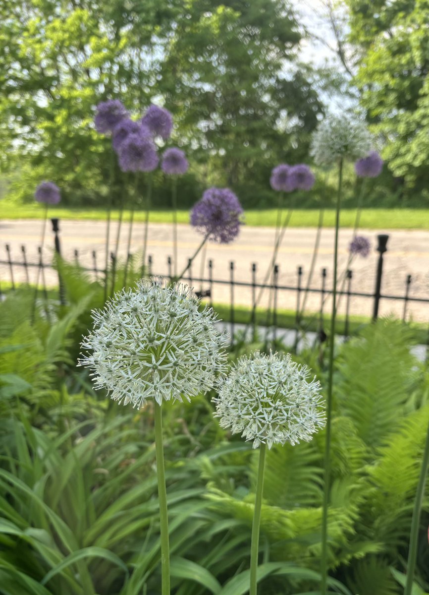 Allium is so delicate & pretty. #SpringBulbs