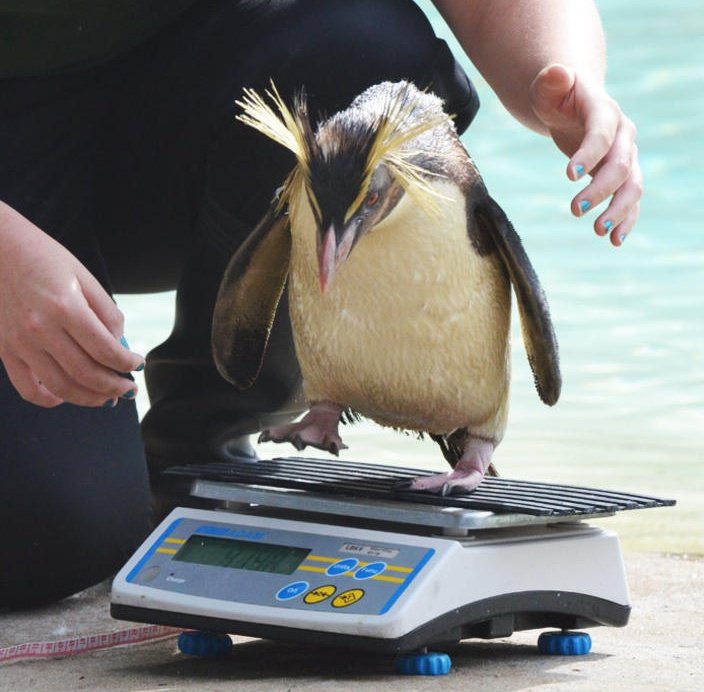 Prepare for Penguin Summer