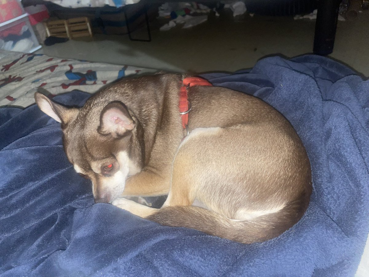 bboystance143's tweet image. #chachi #dog 🐶