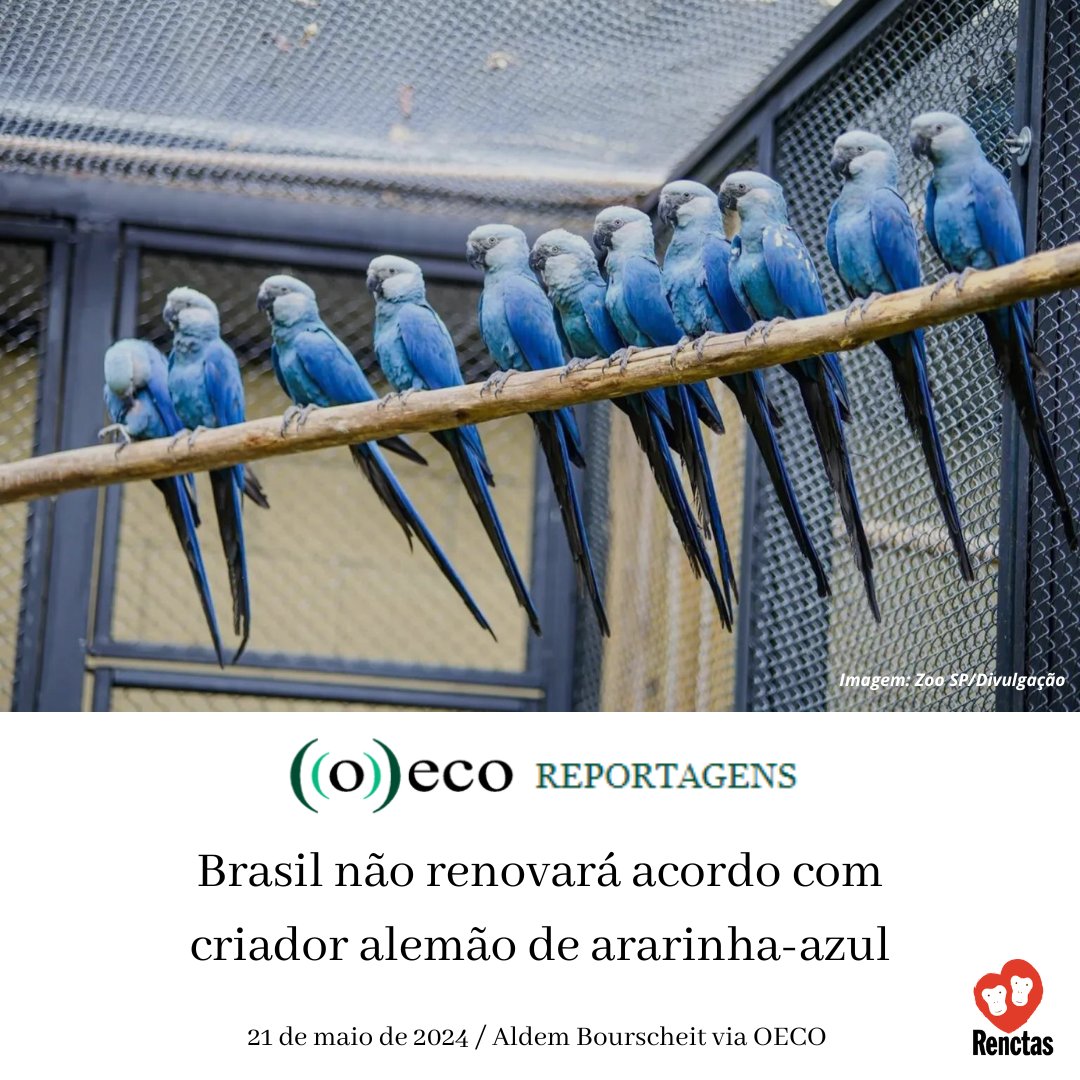 O Governo Brasileiro não renovará um acordo assinado há 5 anos com a ACTP. Por Aldem Bourscheit via <a href="/o_eco/">((o))eco | Jornalismo Ambiental</a>

#renctas #tráficodeanimais #cites #ararinhaazul #spix #icmbio #ibama #fiscalização #ambiental #fauna #silvestre #bastadecaça