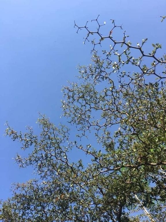 La química presente en la naturaleza  ⚗️