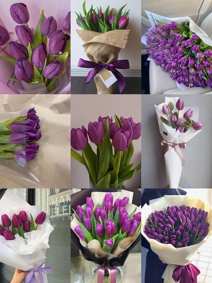 violet tulips.