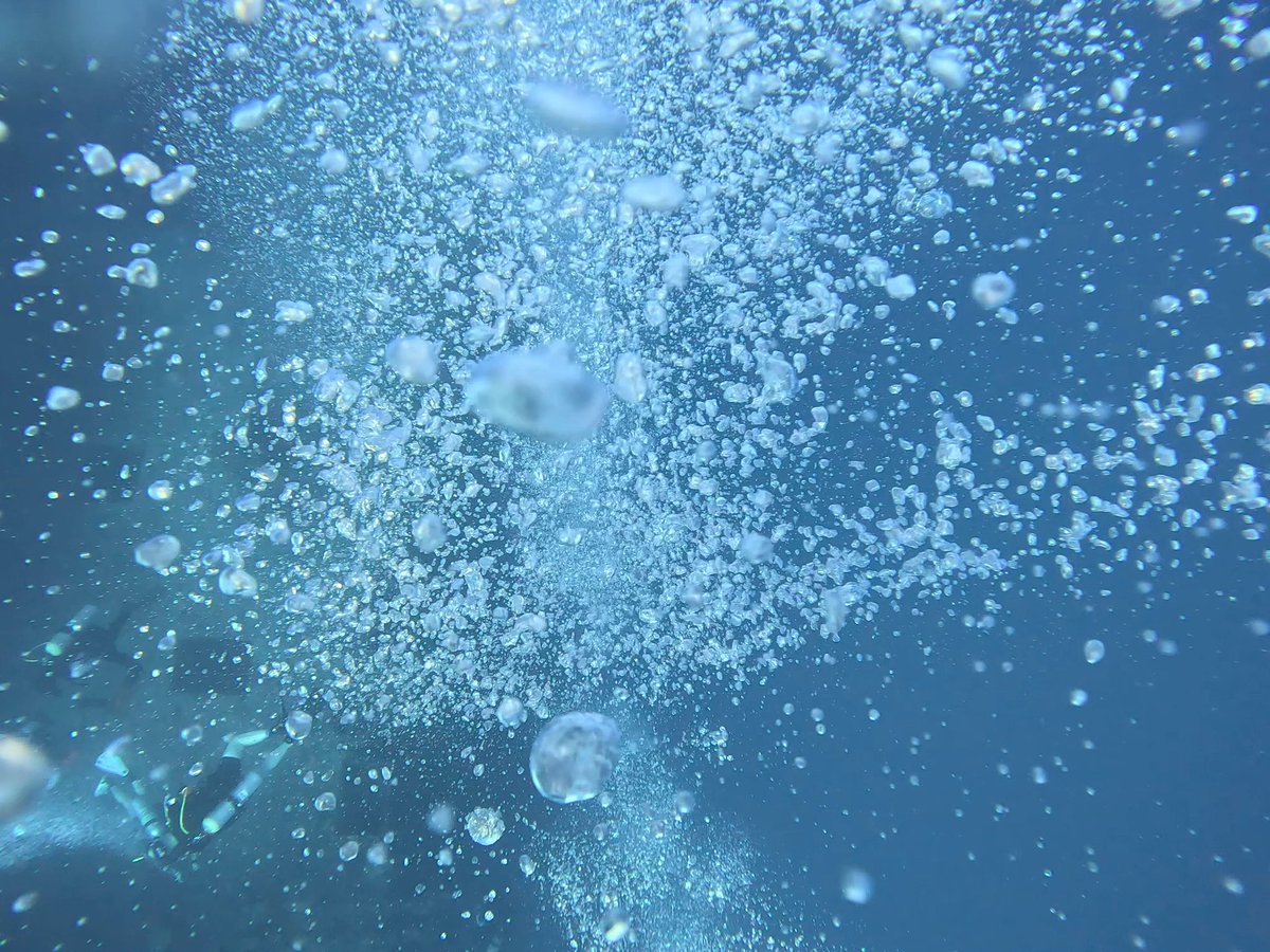 Some more dove pics. I love diving. #dive #scuba #shark #giantgrouper #bubblesbelow  #floridadiving #keylargo @rainbowreef