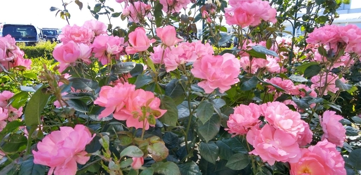 おはよーございます🤗
空港のバラ園では、多種多様な薔薇が満開に咲いていました💮
気温も上がり、すっかり暑くなりました☀️
今日一日、元気に頑張られたら良いですね🎵🤗