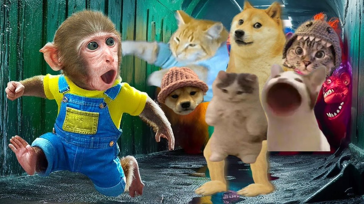 Uh oohh, cats and dogs chasing me after stealing the #meta 😱🐱🐶

Backpack stays on 🐒🎒

LFG! $HOORAY