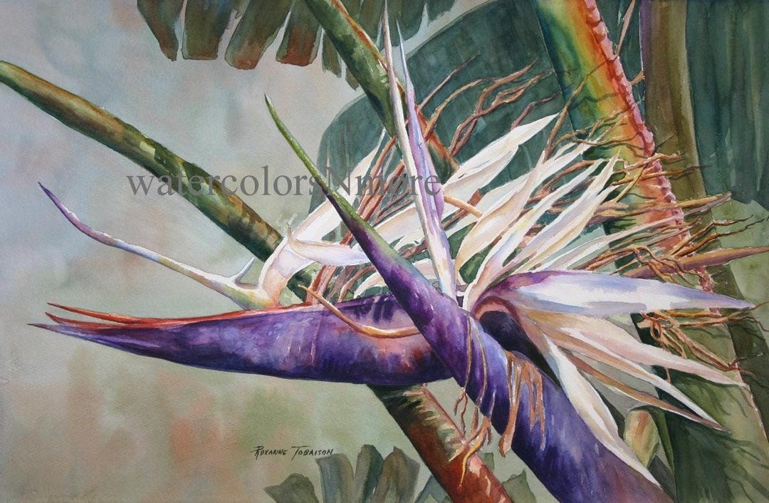 #Tropical #BirdofParadise, 11 x 15 #watercolor print, @RTobaison #WatercolorsNmore Home Decor, Decorative art, Florida etsy.com/listing/385391… #cctag