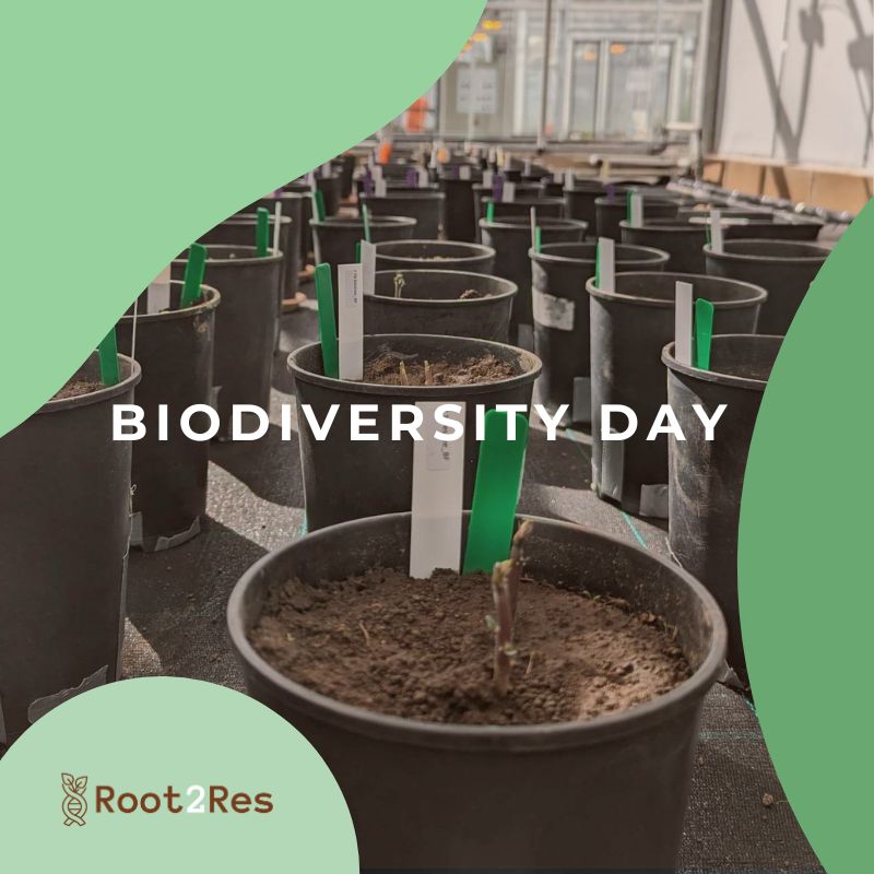 🌿 Excited to celebrate Biodiversity Day with #Root2Res! 🌾 Through our project, farmers gain access to a wider range of crops and breeds, broadening the genetic base and enhancing biodiversity &amp; resilience in agricultural production! 🌍🌾 #BiodiversityDay #SustainableAgriculture