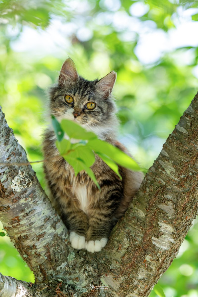 新緑の季節

#ねこ #cats #田代島 #島のえき #猫島 #島猫 #猫好きさんと繋がりたい #猫好き #catlover #東京カメラ部